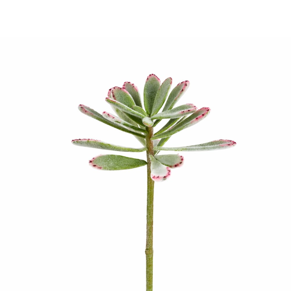 Piquet de succulente panda artificielle verte h24
