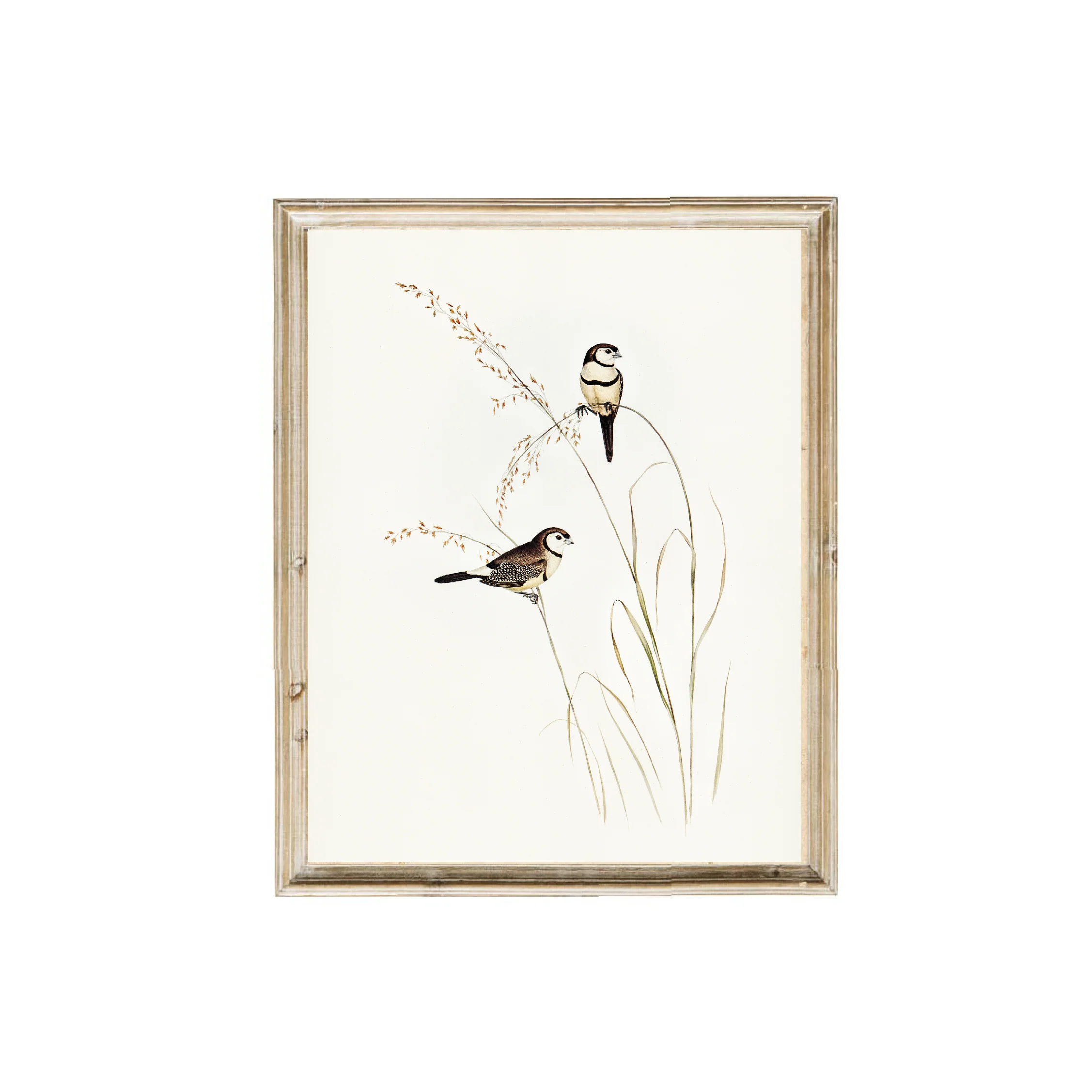 Bird Duo Vintage Print